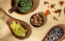 Mampu Turunkan Tekanan Darah Tinggi, Ini Dia Tanaman Herbal yang Harus Anda Coba!