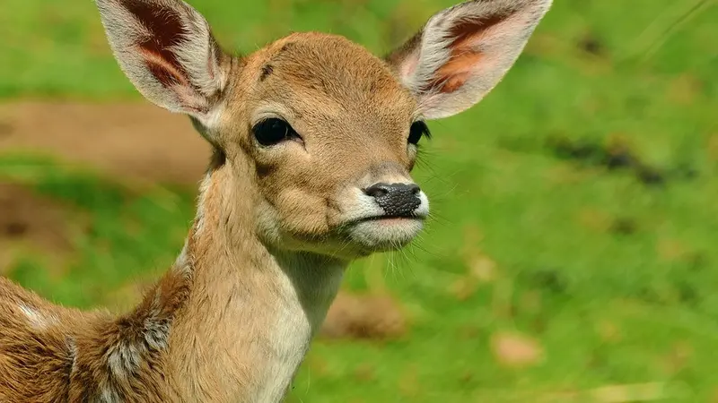 ombie Rusa, Penyakit yang Dapat Menganggu Otak Manusia