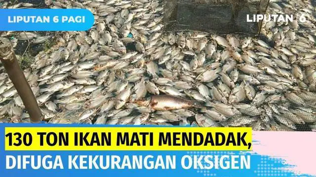 VIDEO: 130 Ton Ikan Mati Mendadak Diduga Kekurangan Oksigen di Perairan Danau Vulkanik