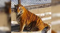 Foto-foto sekelompok harimau Siberia di Siberian Tiger Park, di Provinsi Harbin, China beberapa waktu lalu mendadak viral di media sosial.