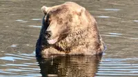 480 Otis, pemenang Fat Bear Week 2021 (Sumber: Facebook / Katmai National Park & Preserve)