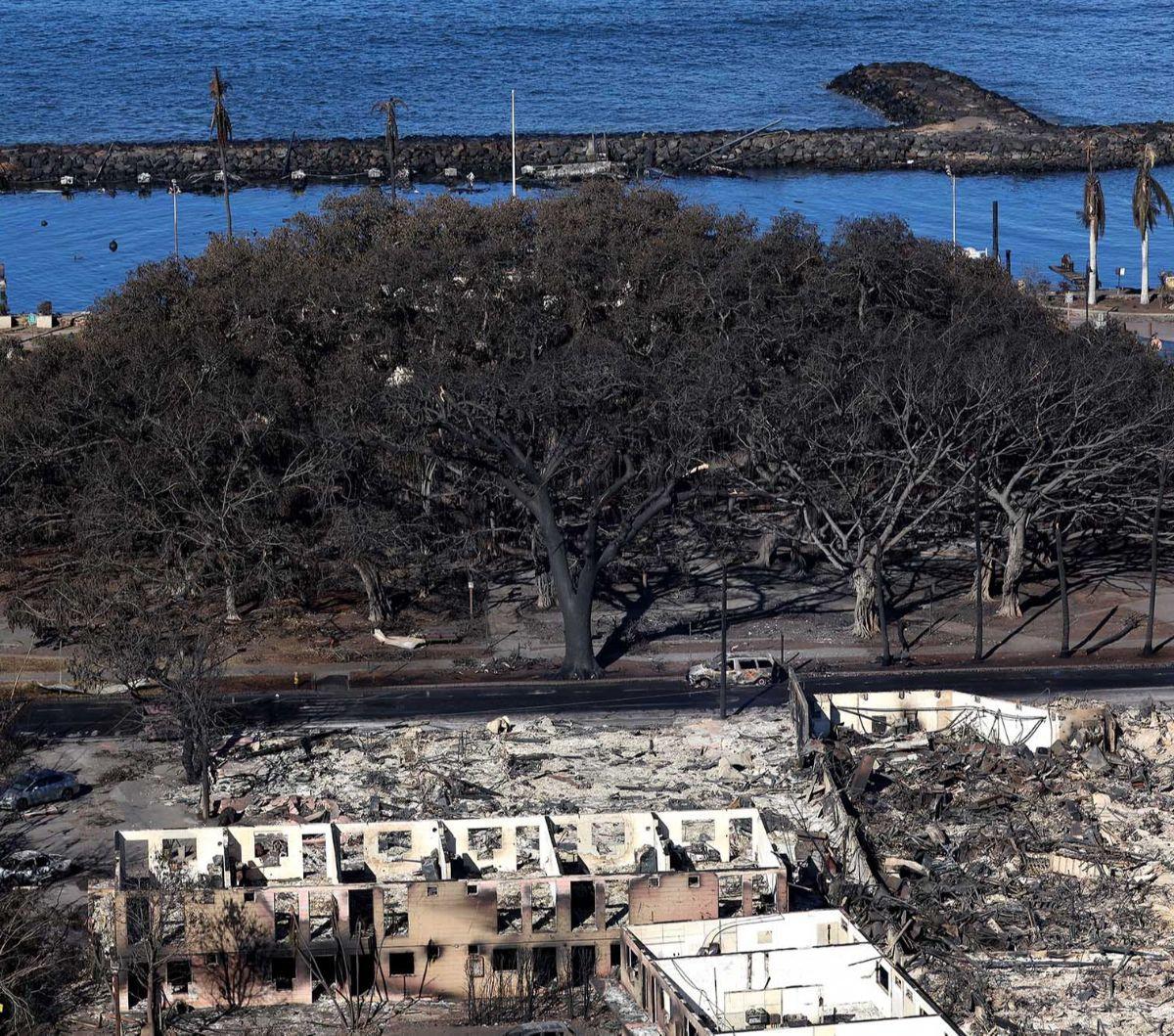 Kebakaran hutan mematikan telah meluluhlantakkan Kota Lahaina, Maui, Kepulauan Hawaii, Amerika Serikat. 

Namun, di antara reruntuhan itu terdapat landmark kota yang masih berdiri, yakni pohon beringin berusia 150 tahun.