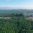 BWPT Siapkan Rp 37,29 Miliar untuk Lunasi Pokok Sukuk