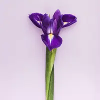 ilustrasi bunga/Photo by Roos Oosterbroek on Unsplash