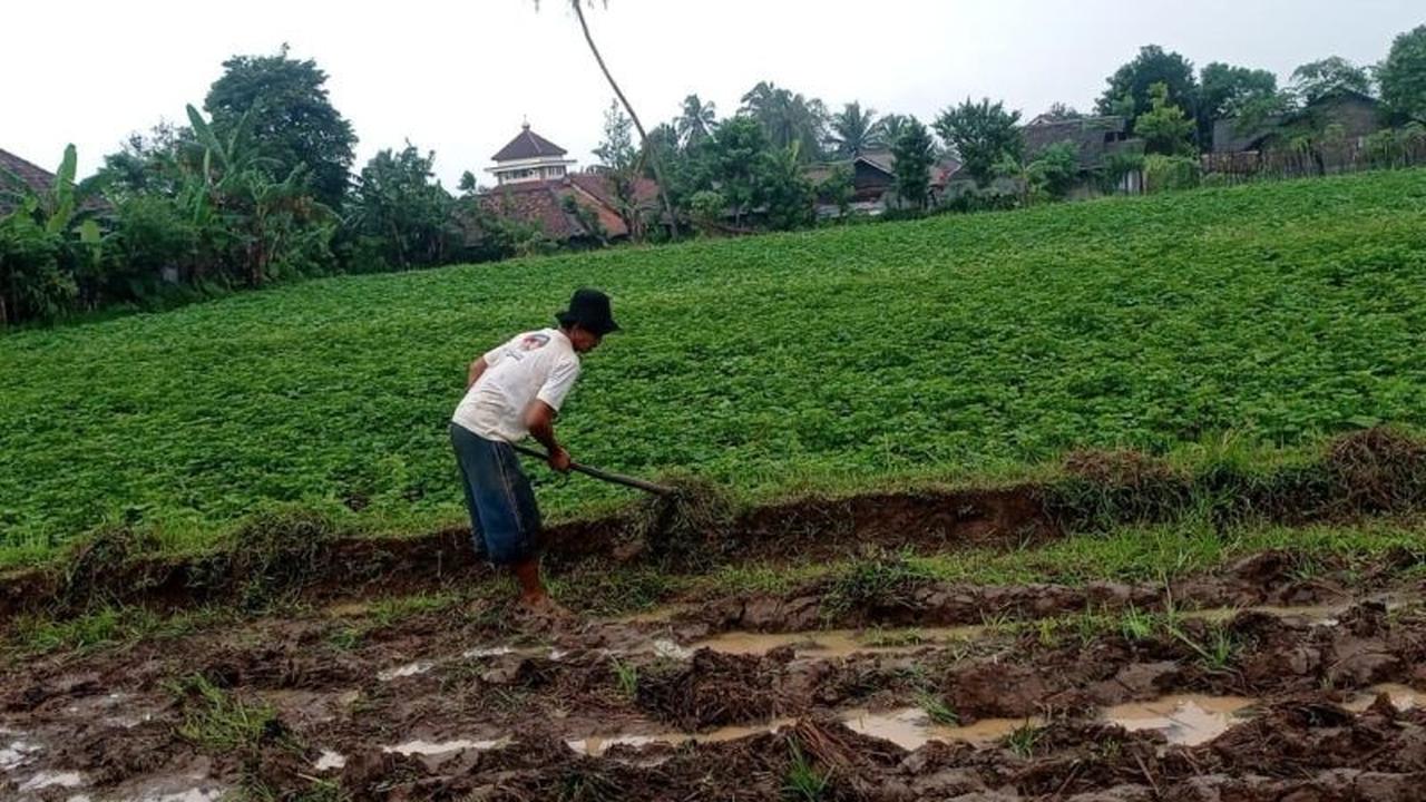 Petani Menes Pandeglang Mulai Garap Tanam Ubi Jalar, Optimis Tingkatkan Ekonomi Daerah