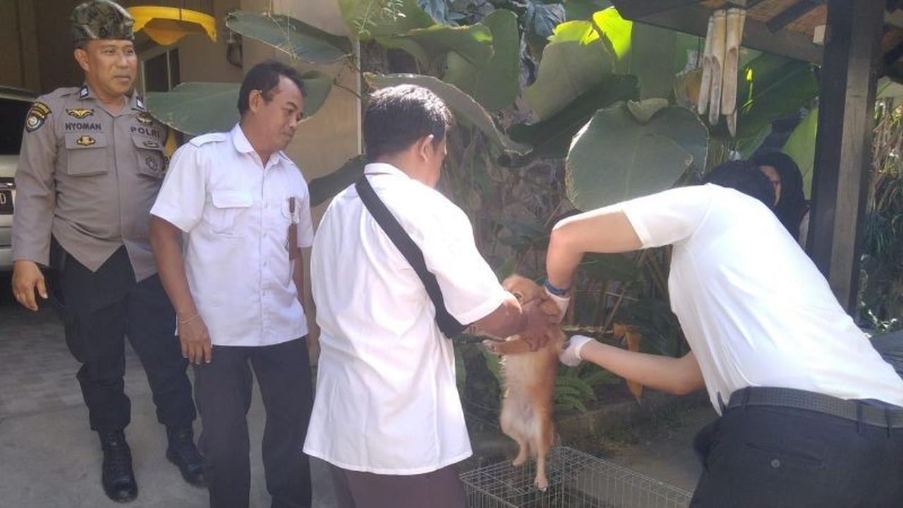 Distan Mataram Gencarkan Vaksinasi Rabies HPR, Lindungi Warga dari Ancaman Zoonosis