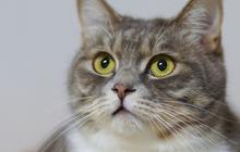 Tak Banyak yang Tahu, Mengapa Kucing Membenci Air? Ketahui Fakta Unik Dibaliknya