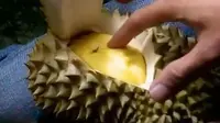 Durian musang king asal Malaysia memiliki ciri warna kuning yang menggiurkan.