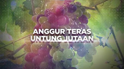 VIDEO BERANI BERUBAH: Anggur Teras Untung Jutaan