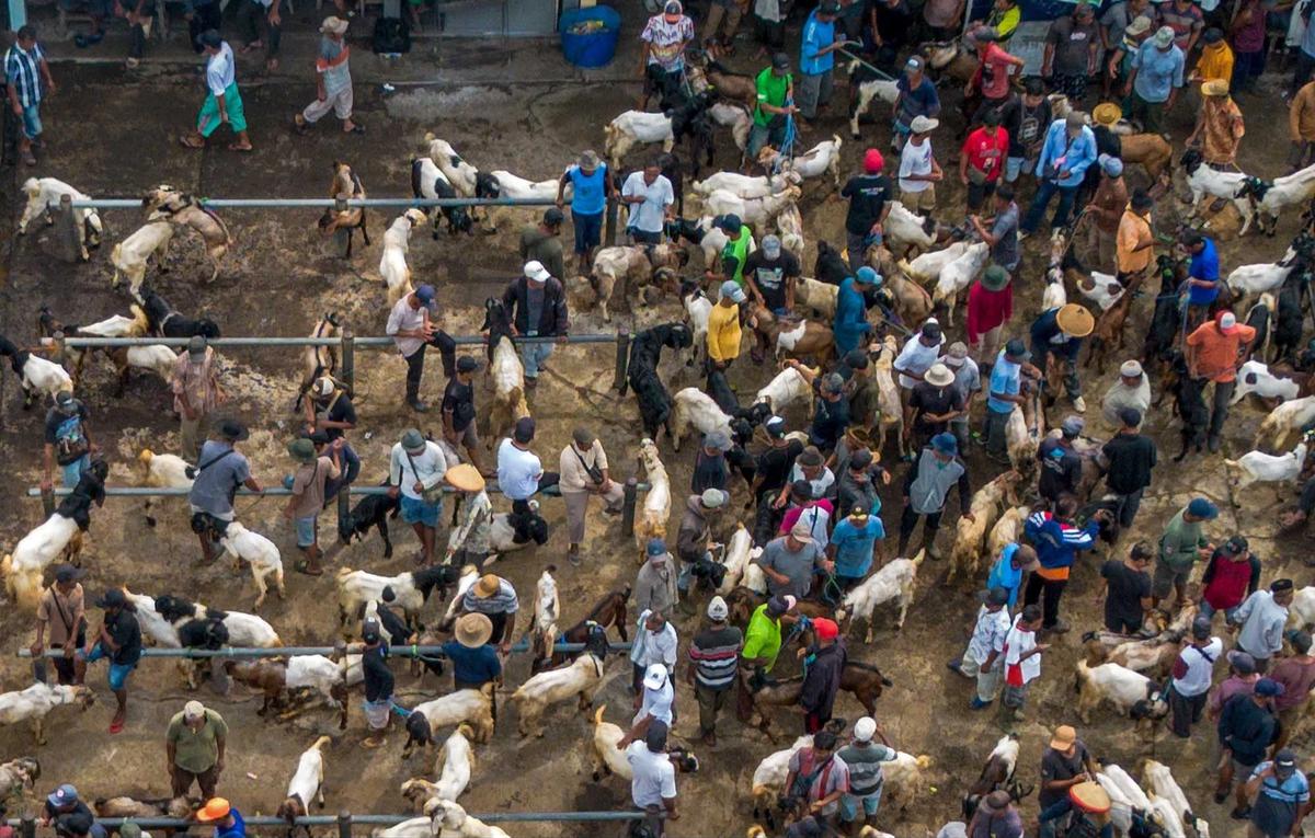 FOTO: Pasar Hewan Ternak Ambarawa Ramai Jelang Idul Adha