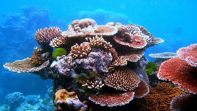 Great Barrier Reef, Australia