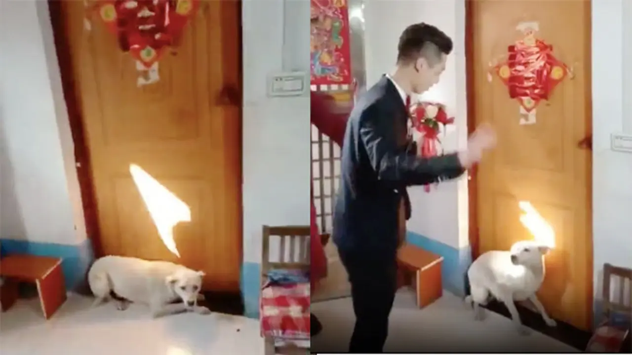 Tak Rela Pemiliknya Menikah, Aksi Lucu Anjing Halangi Pengantin Pria Viral