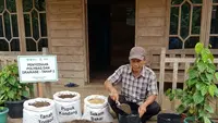 Cara Menanam Daun Sirih di Polybag, Tumbuh Subur dan Rimbun di Lahan Sempit