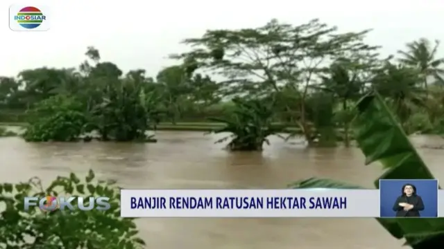 Sungai Dara yang meluap menyebabkan sawah dan kebun di Polewali Mandar, Sulawesi Barat terendam.