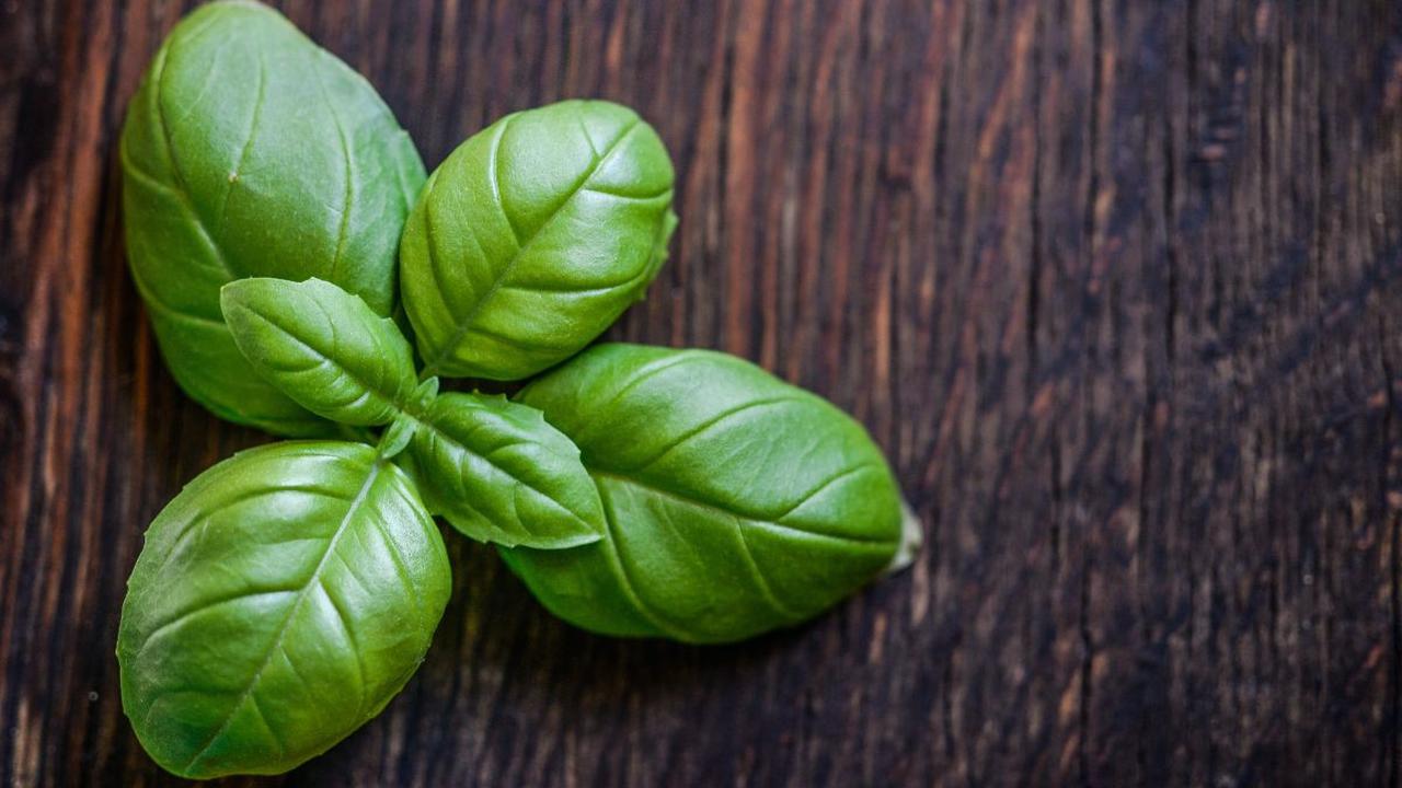 <b>2. Daun Basil </b>