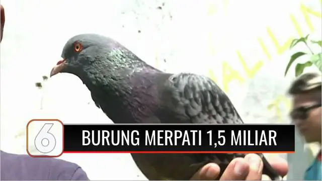 Viral, video transaksi seekor burung merpati milik warga Pekalongan, Jawa Tengah, terjual seharga Rp 1,5 miliar beredar di media sosial.