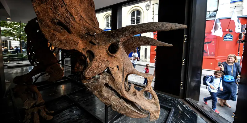 Kerangka Triceratops Terbesar di Dunia yang Akan Dijual