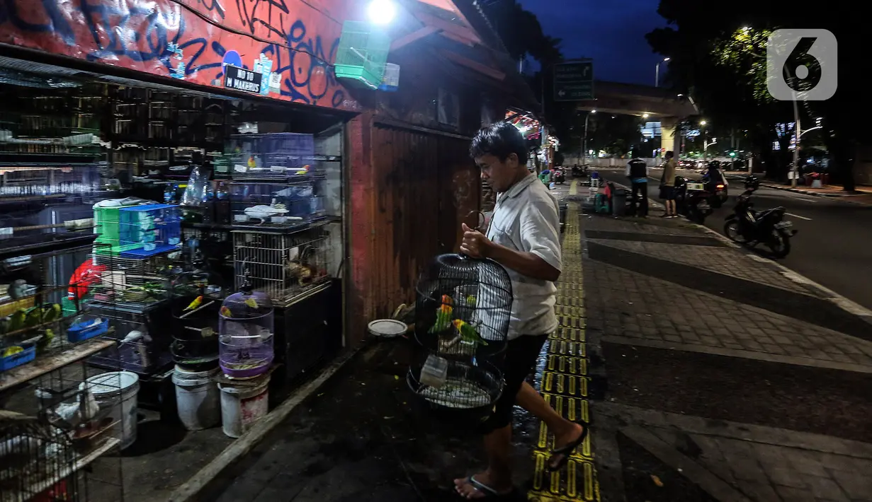 Pedagang merapikan dagangannya saat menutup toko di Pasar Hewan Barito, Jakarta, Senin (8/3/2021). Pedagang di pasar yang menjual aneka hewan peliharaan itu mengalami penurunan omset selama pandemi, meski demikian mereka mengaku tetap bersyukur masih diizinkan berjualan. (Liputan6.com/JohanTallo)