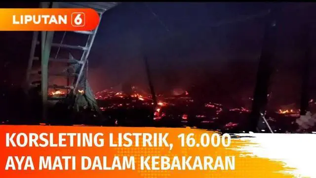 VIDEO: Dipicu Korsleting Listrik, 16.000 Ayam di Ngamprah Mati dalam Kebakaran
