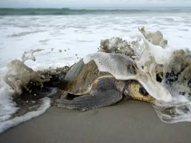 Seekor penyu lekang zaitun tiba saat musim bersarang di Suaka Margasatwa La Flor, San Juan del Sur, Nikaragua, Kamis (5/10/2023). Lebih dari seribu penyu dari spesies yang terancam punah tiba pada Kamis dini hari untuk bertelur secara massal di Pantai La Flor di San Juan del Sur, di Pasifik dan selatan Managua. (OSWALDO RIVAS/AFP)