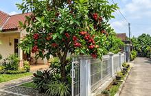 10 Jenis Buah yang Bisa Ditanam di Halaman Rumah dan Cepat Panen, Teras Teduh Hasil Melimpah