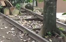 Melihat Sisa Kejayaan Jalur Kereta Api Rangkasbitung - Pandeglang, Rel Ditumbuhi Pohon dan Tembus ke Rumah Warga