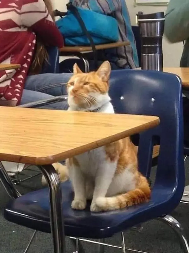 10 Kelakuan Kocak Kucing Bila Sedang di Dalam Kelas, Bikin Ketawa