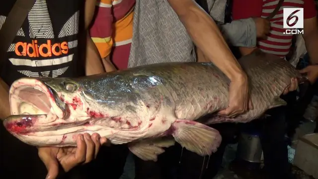 Setelah pagi tadi tertangkap, ikan predator Arapaima Gigas asal sungai Amazon, kembali berhasil ditangkap di aliran sungai Brantas Rolag Gunungsari Surabaya.