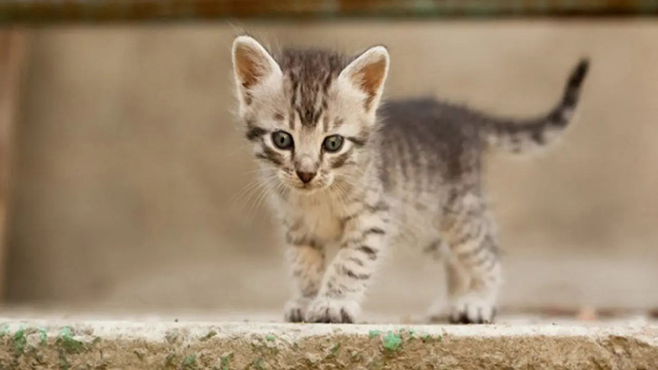 Gambar ilustrasi anak kucing