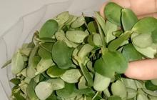 Yuk Cicipi Uniknya Sayur Daun Katel, Kuliner Langka yang hanya ada di Majalengka