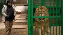Natalia Popova berdiri dekat kandang singa di penampungan hewan trauma akibat perang yang dia kelola di Chubynske, Ukraina, 1 Maret 2023. Popova bekerja sama dengan kelompok perlindungan hewan UA Animals telah menyelamatkan ratusan hewan dari perang. (AP Photo/Vadim Ghirda)