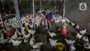 Pekerja memanen ayam potong yang dipesan pembeli di tempat pemotongan saat pandemi COVID-19 di kawasan Kebayoran Lama, Jakarta, Jumat (29/1/2021). Saat ini harga ayam ras di tingkat konsumen berkisar Rp 27.000 per kilogram. (Liputan6.com/Johan Tallo)