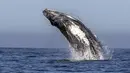 Seekor paus bungkuk melompat keluar dari air di perairan Samudera Pasifik di Los Cabos, Meksiko (14/3). Pada tahun 2017, bisnis pariwisata di Meksiko yang menghasilkan $ 21 miliar. (AFP/Fernando Castillo)