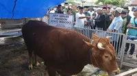 Pj Gubernur Sulbar, Akmal Malik menyerahkan sapi kurban Presiden Joko Widodo (Foto: Liputan6.com/Abdul Rajab Umar)