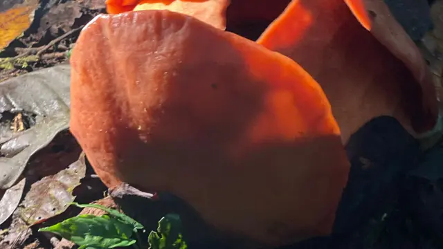 Tangisan Penemu Rafflesia Hasseltii di Hutan Sumpur Kudus, 13 Tahun Pencarian pun Terbayar