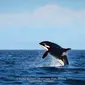 Seekor paus orca bernama Granny muncul di permukaan untuk memberikan pesan positif tentang konservasi hewan laut, penasaran?
