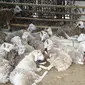 Sejumlah domba disiapkan untuk dipotong di Masjid Sunda Kelapa, Jakarta, Jumat (1/9). Panitia hewan kurban Masjid Sunda Kelapa menerima sebanyak 10 ekor sapi dan 46 ekor kambing untuk dibagikan kepada yayasan dan warga. (Liputan6.com/Immanuel Antonius)