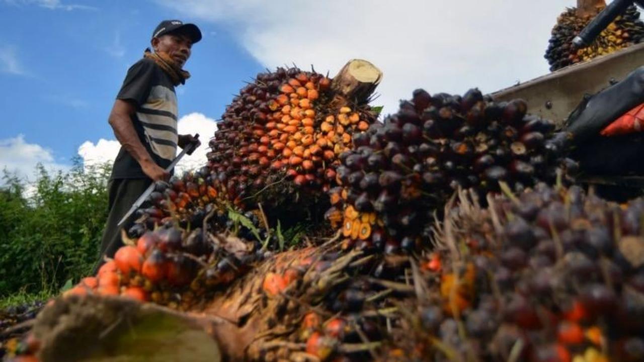 Harga TBS Kelapa Sawit Sumbar Periode Awal Desember 2025 Naik Signifikan