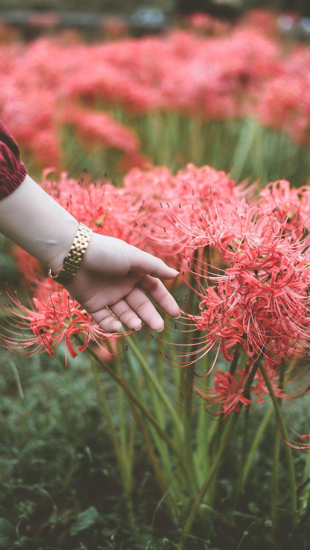 <b>Bunga Spider Lily</b><br>