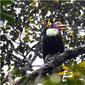 Potret Burung Enggang Gading, salah satu fauna yang berada di Taman Nasional Bukit Baka Raya dan tergolong sangat terancam punah. (dok. bukitbakabukitraya.org)