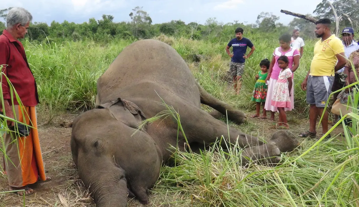 Penduduk desa berdiri melihat mayat gajah yang sedang berbaring di ladang dekat desa Sigiriya, sekitar 177 km utara ibukota Kolombo (27/9/2019). Kabarnya, hampir 200 gajah sudah terbunuh setiap tahunnya di Sri Lanka. (AFP/STR)