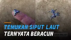 Seorang pria menemukan siput laut naga biru di Stradbroke Island, Queensland.