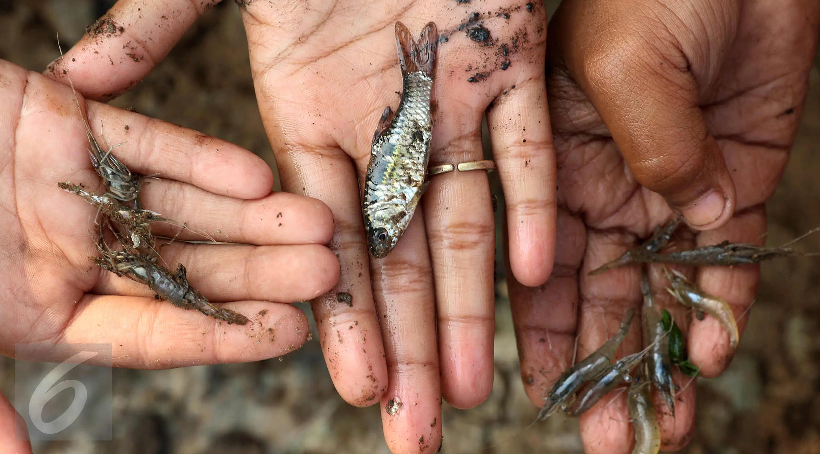 Ikan dan udang hasil tangkapan sejumlah anak bersama ibu mereka di bantaran Kanal Banjir Timur, Cipinang Muara, Jakarta, Selasa (16/5). Kegiatan itu dilakukan para ibu dan anak-anaknya untuk mengisi masa libur sekolah. (Liputan6.com/Immanuel Antonius)