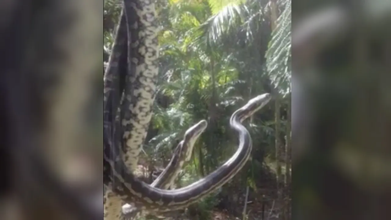 2 Ekor Piton Tertangkap Kamera Kawin di Halaman Rumah Warga 