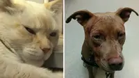 Seekor kucing yang mengamuk menyerang tujuh ekor anjing dan pemiliknya. Akibatnya, satu ekor anjing dan sang pemilik cedera parah