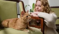 8 Manfaat Memelihara Kucing Berdasarkan Studi Ilmiah, Rahasia Kesehatan Mental dan Fisik