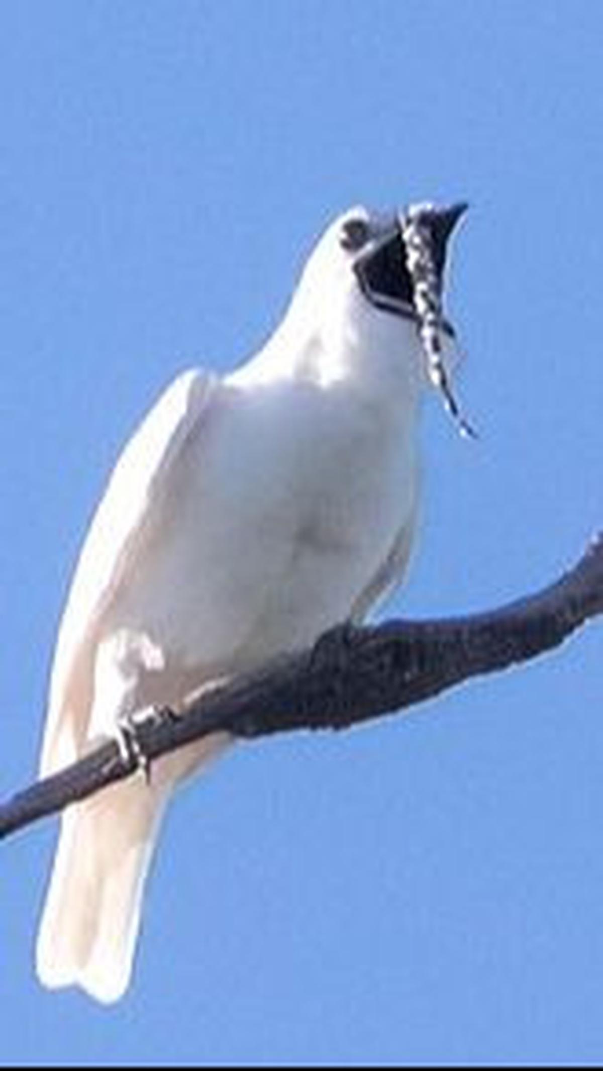 <b>White Bellbirds</b>