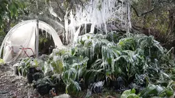 Es yang membeku di pohon dan tanaman di Calo Farms LLC di Panama City, Fla (3/1). Cuaca ekstrem yang melanda daerah di AS membuat petani menyemprotkan air ke tanaman untuk membantu melindungi dari suhu yang sangat dingin. (Patti Blake/News Herald via AP)