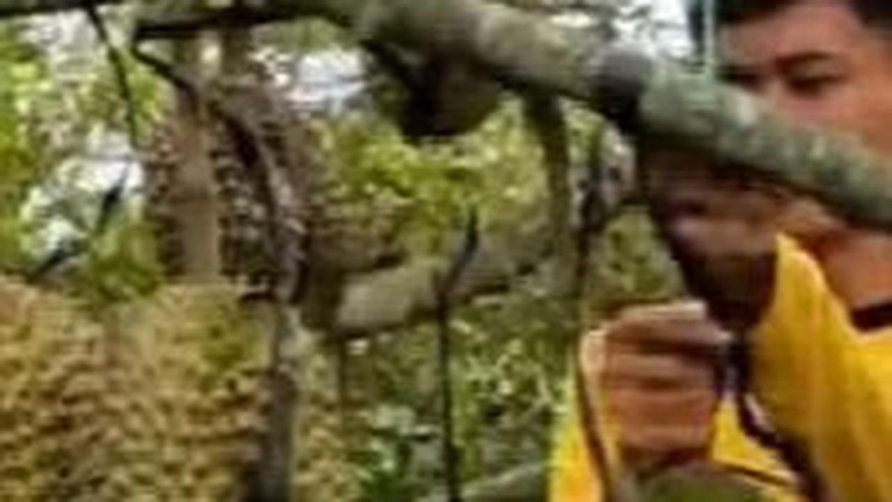 Durian bawor sendiri terkenal karena rasanya yang khas, daging buahnya yang tebal, dan biji yang tipis.&nbsp;