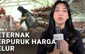 Harga Telur Terpuruk, Peternak Ayam di Ujung Tanduk